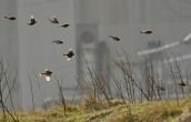 The return flight of the Twite!