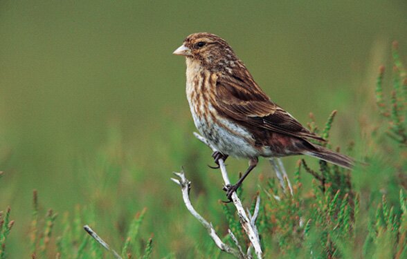 Care - Caring for the Uplands
